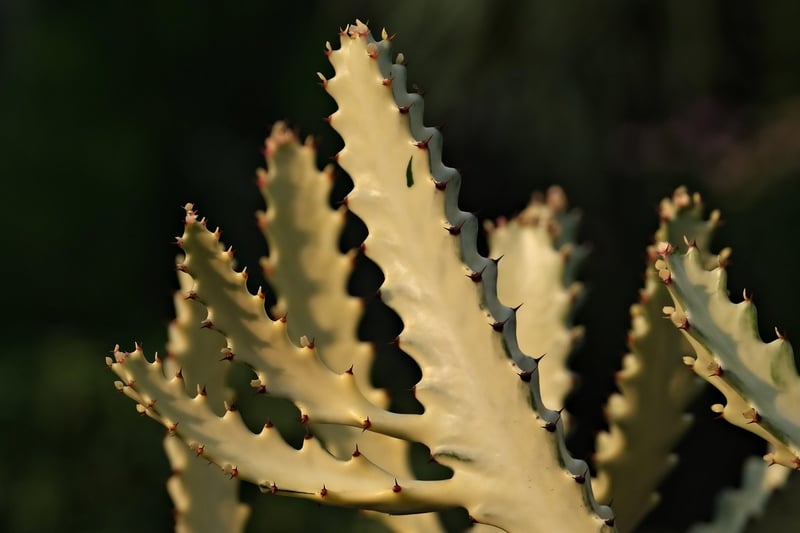 Cactus and Succulent Mix