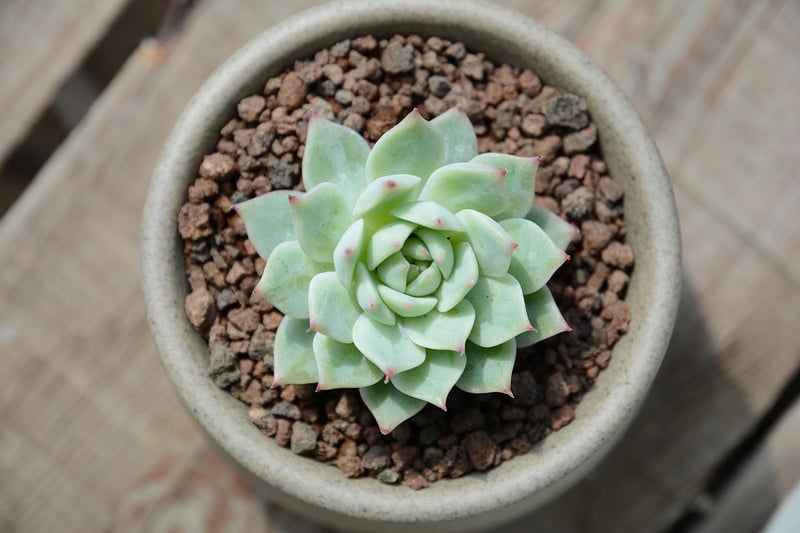 Echeveria Succulent