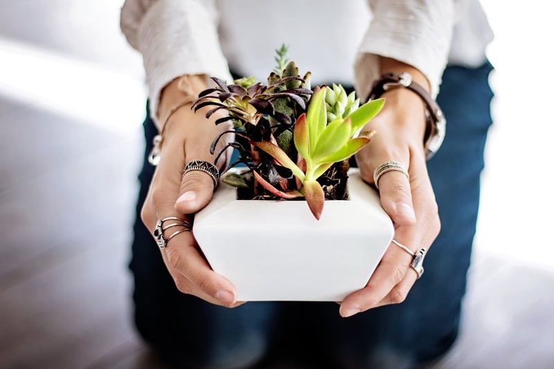 Indoor Garden