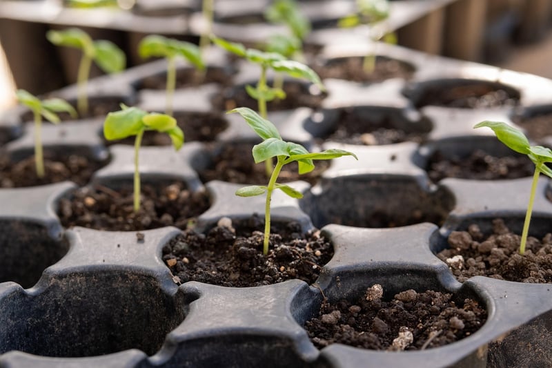 Seed Starting Mix